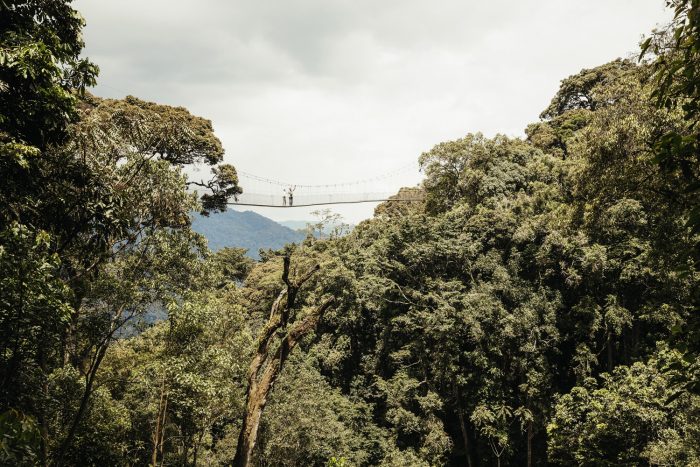 Nyungwe Forest: Rwanda's Ancient Rainforest & Chimp Trekking