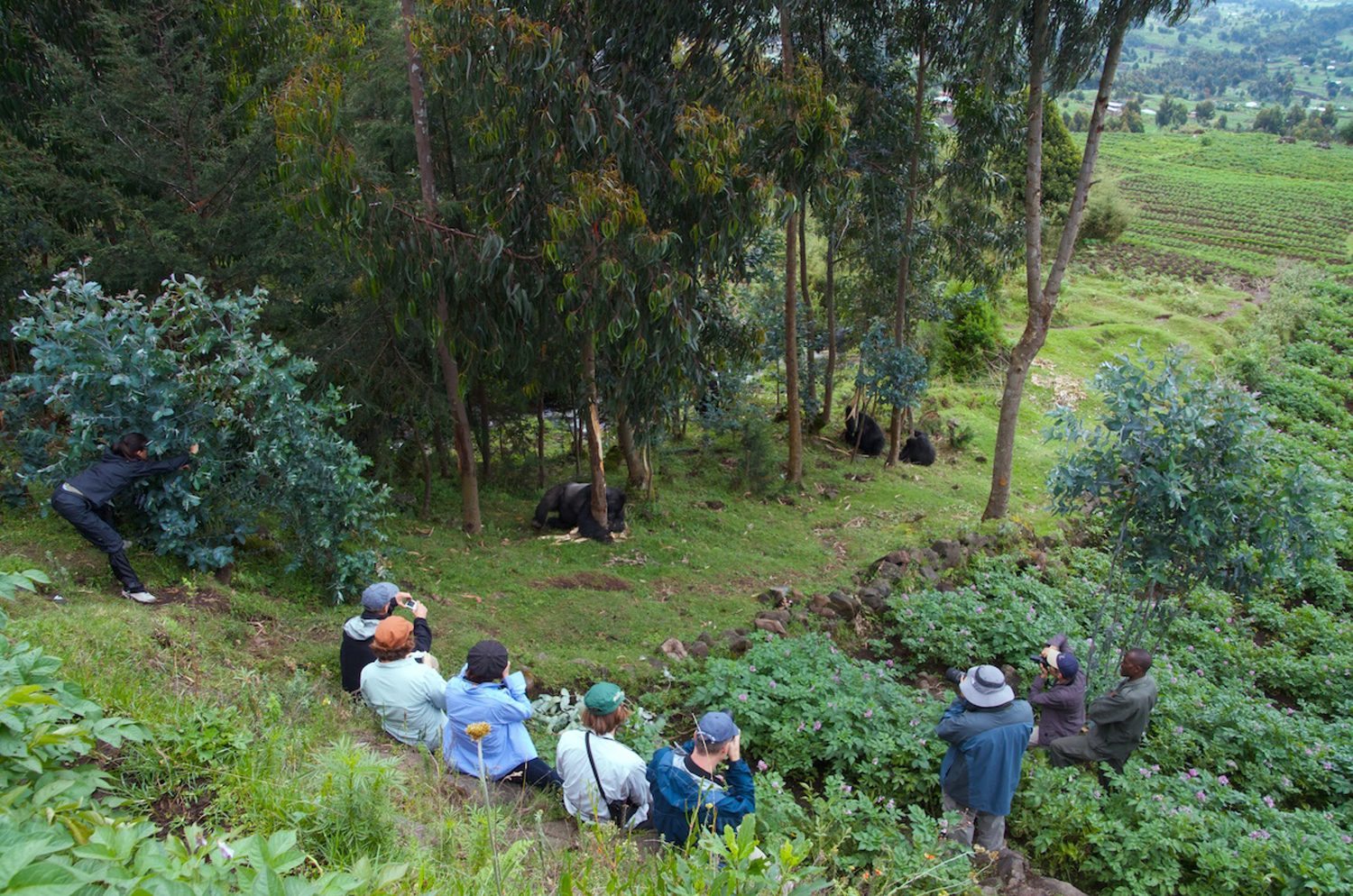 Gorilla Trekking in Rwanda: The Complete 2026 Guide