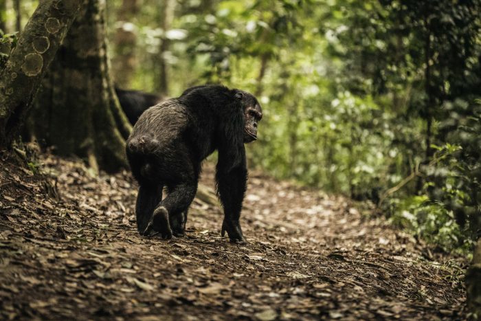 A chimpanzee in the rainforest canopy of Nyungwe National Park, Rwanda