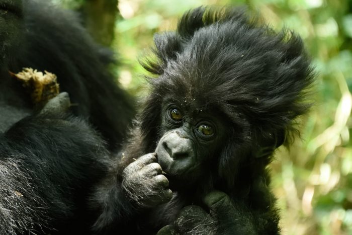 Baby mountain gorilla peeking through dense forest vegetation in Rwanda