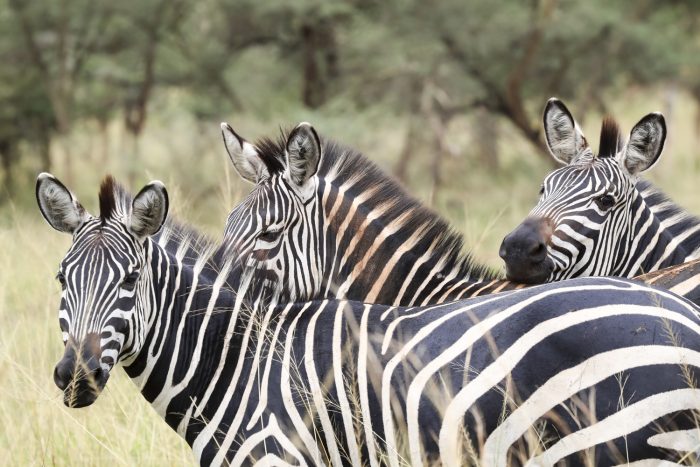 Akagera National Park: Rwanda's Big Six Safari Destination