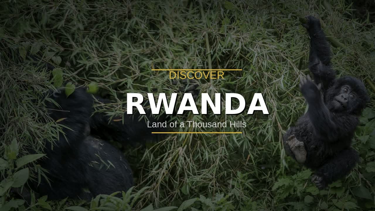 Mountain gorillas in the misty forests of Volcanoes National Park, Rwanda