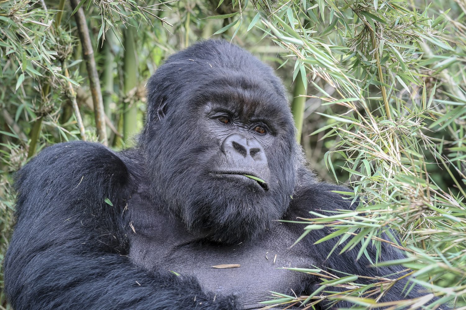 Adult silverback mountain gorilla feeding on bamboo in Volcanoes National Park, Rwanda